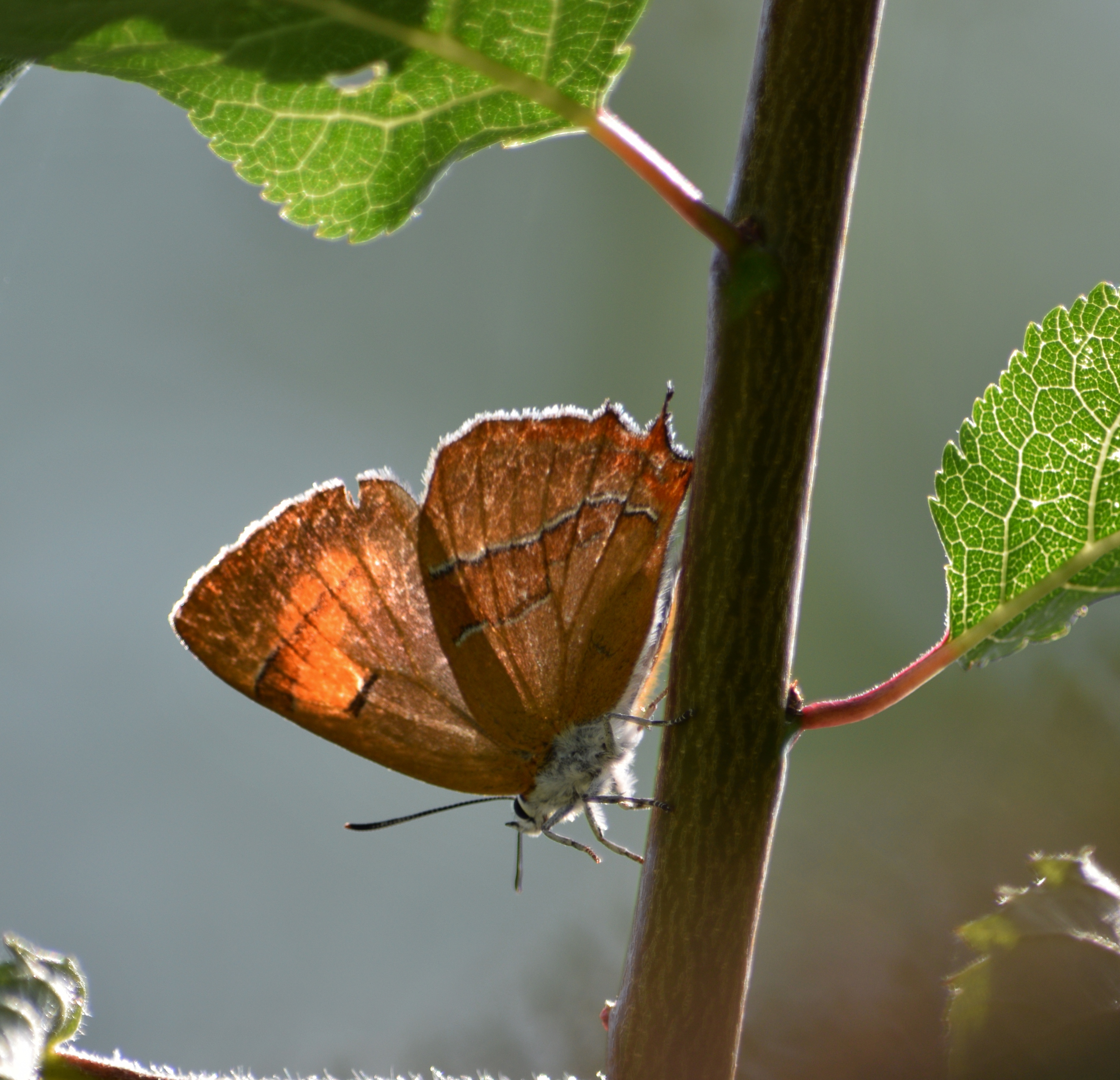 Brown Hairstreak butterfly, Trap Grounds (Nicola Devine)
