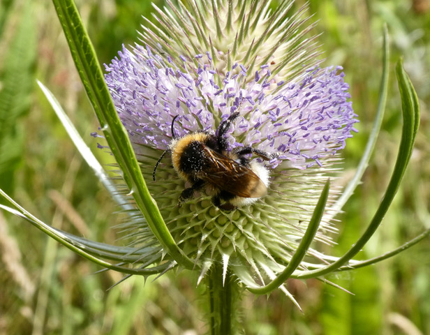 White-tailed Bumble bee on Teasel (C. Weiner, July 2022)